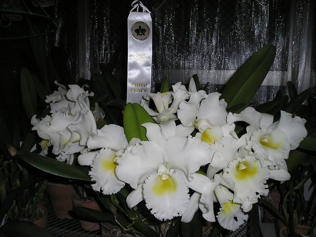 ���ƒ�̉ԂƎČ��E��