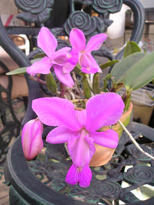 ���ƒ�̉ԂƎČ��E��