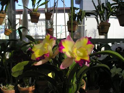 ���ƒ�̉ԂƎČ��E��