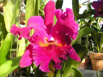 ���ƒ�̉ԂƎČ��E��