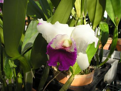 ���ƒ�̉ԂƎČ��E��