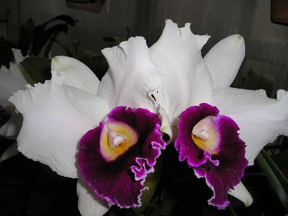 ���ƒ�̉ԂƎČ��E��