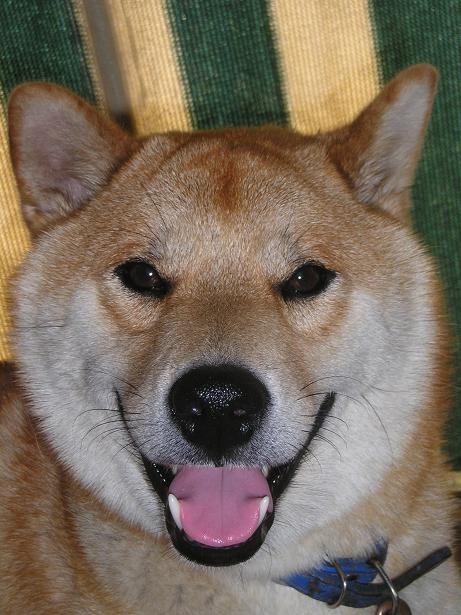 ���ƒ�̉ԂƎČ��E��