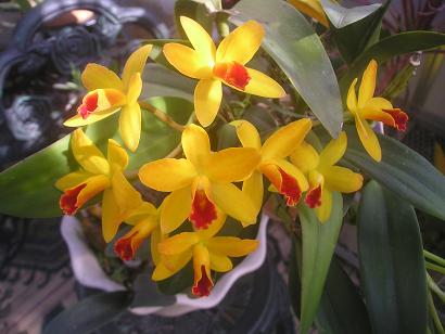 ���ƒ�̉ԂƎČ��E��