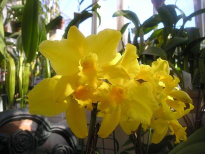 ���ƒ�̉ԂƎČ��E��