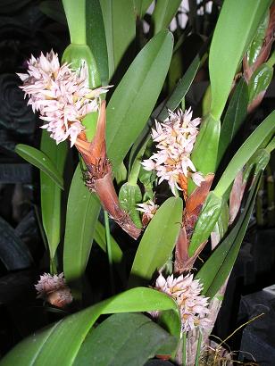 ���ƒ�̉ԂƎČ��E��