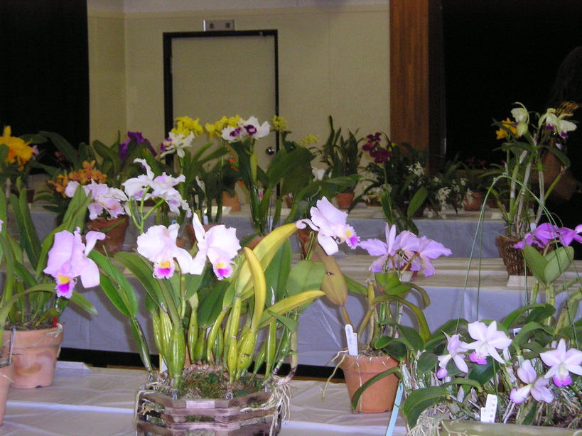 ���ƒ�̉ԂƎČ��E��