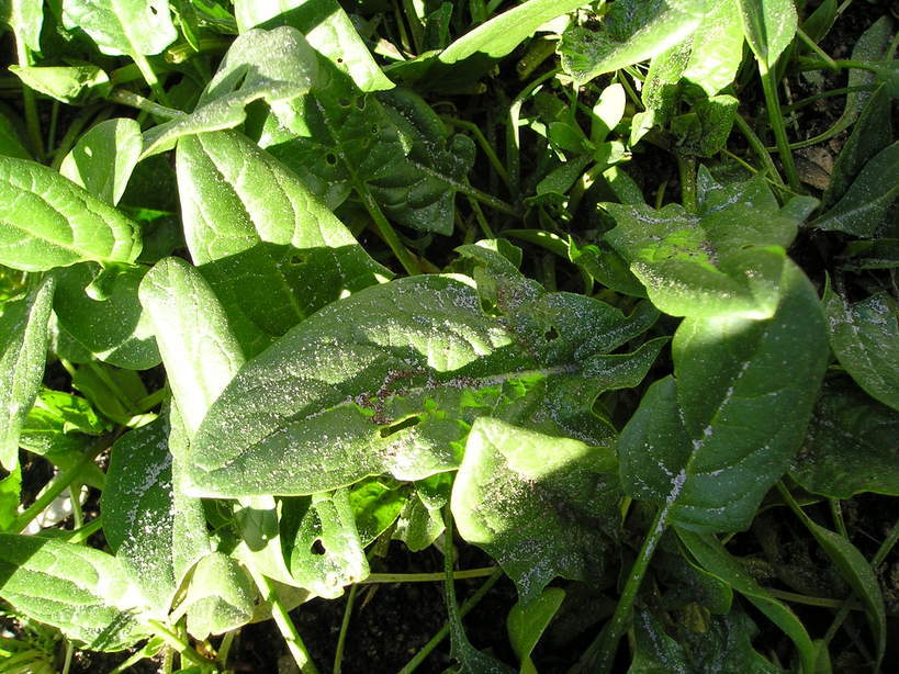 ���ƒ�̉ԂƎČ��E��