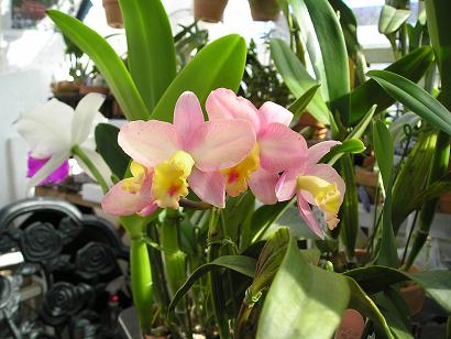 ���ƒ�̉ԂƎČ��E��