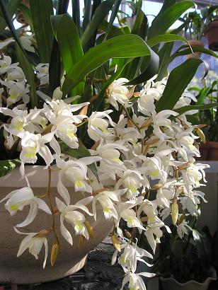 ���ƒ�̉ԂƎČ��E��