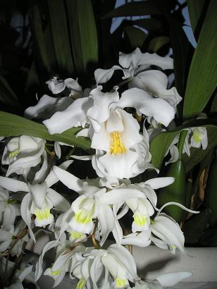 ���ƒ�̉ԂƎČ��E��