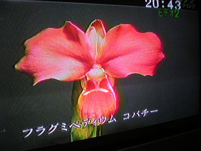 ���ƒ�̉ԂƎČ��E��