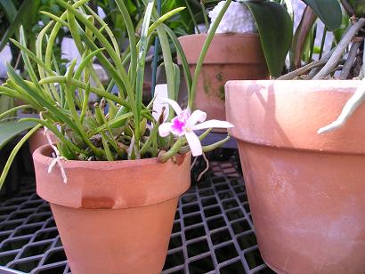 ���ƒ�̉ԂƎČ��E��