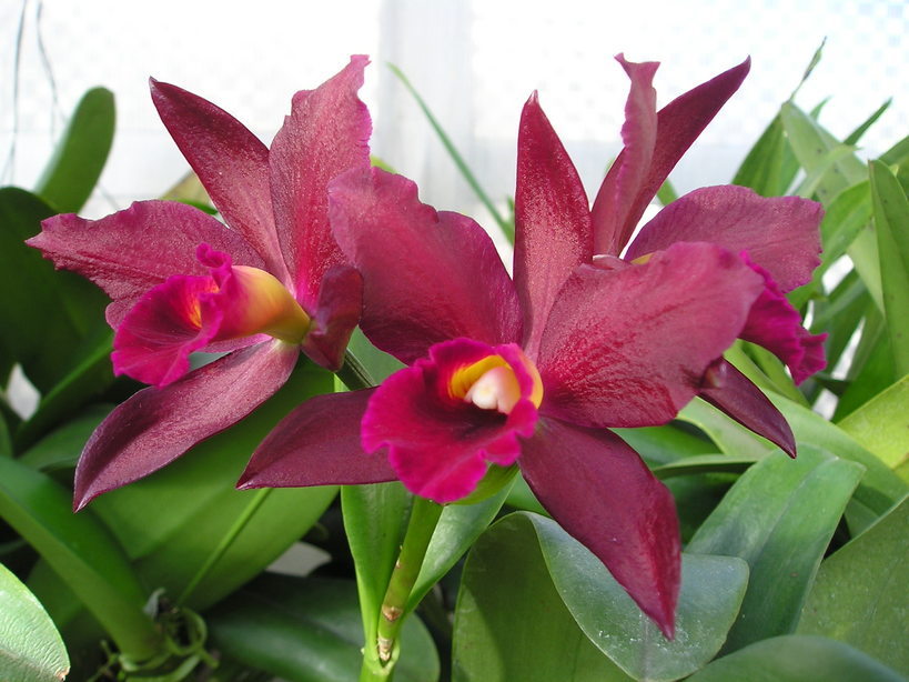 ���ƒ�̉ԂƎČ��E��