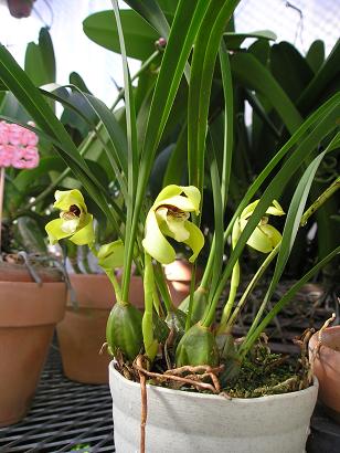 ���ƒ�̉ԂƎČ��E��