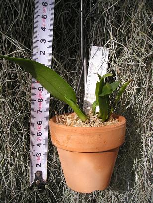 ���ƒ�̉ԂƎČ��E��