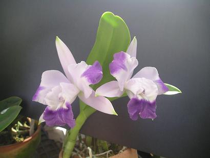 ���ƒ�̉ԂƎČ��E��