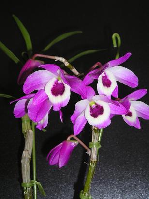 ���ƒ�̉ԂƎČ��E��