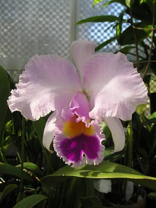 ���ƒ�̉ԂƎČ��E��