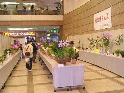 ���ƒ�̉ԂƎČ��E��