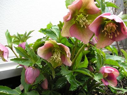 ���ƒ�̉ԂƎČ��E��