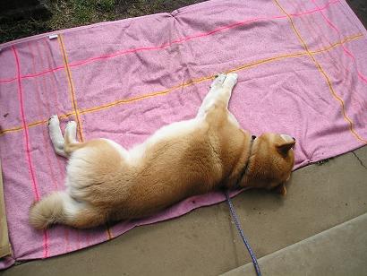 ���ƒ�̉ԂƎČ��E��