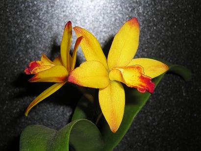 ���ƒ�̉ԂƎČ��E��