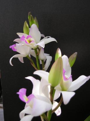 ���ƒ�̉ԂƎČ��E��