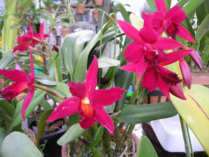 ���ƒ�̉ԂƎČ��E��