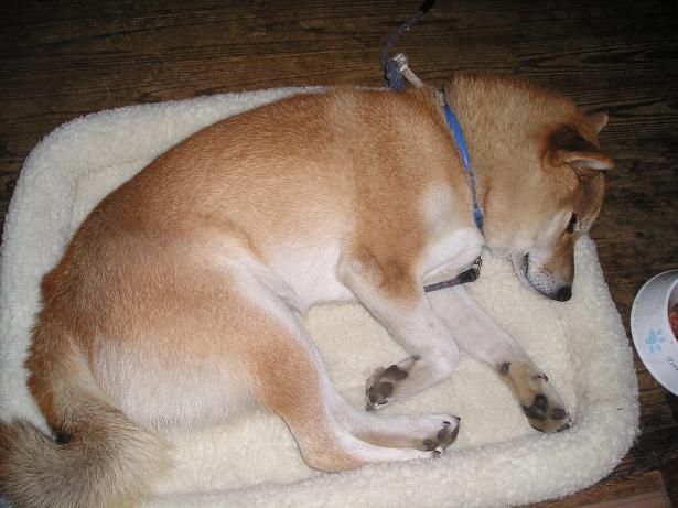 ���ƒ�̉ԂƎČ��E��