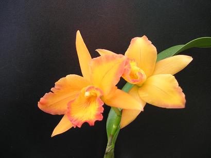 ���ƒ�̉ԂƎČ��E��