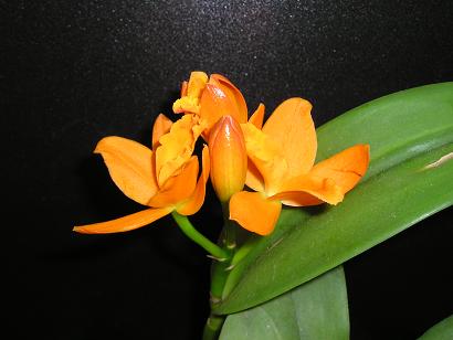 ���ƒ�̉ԂƎČ��E��