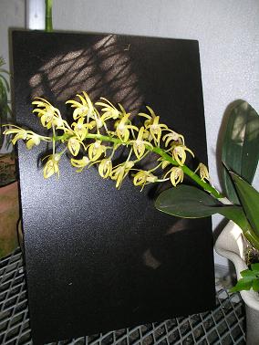 ���ƒ�̉ԂƎČ��E��