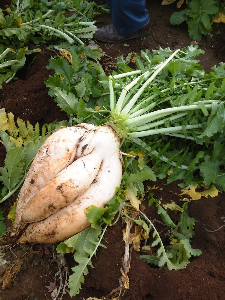 ���������R����