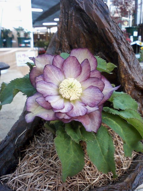 ���������R����