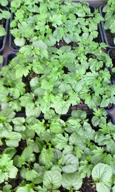 ���������R����