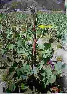 ���������R����