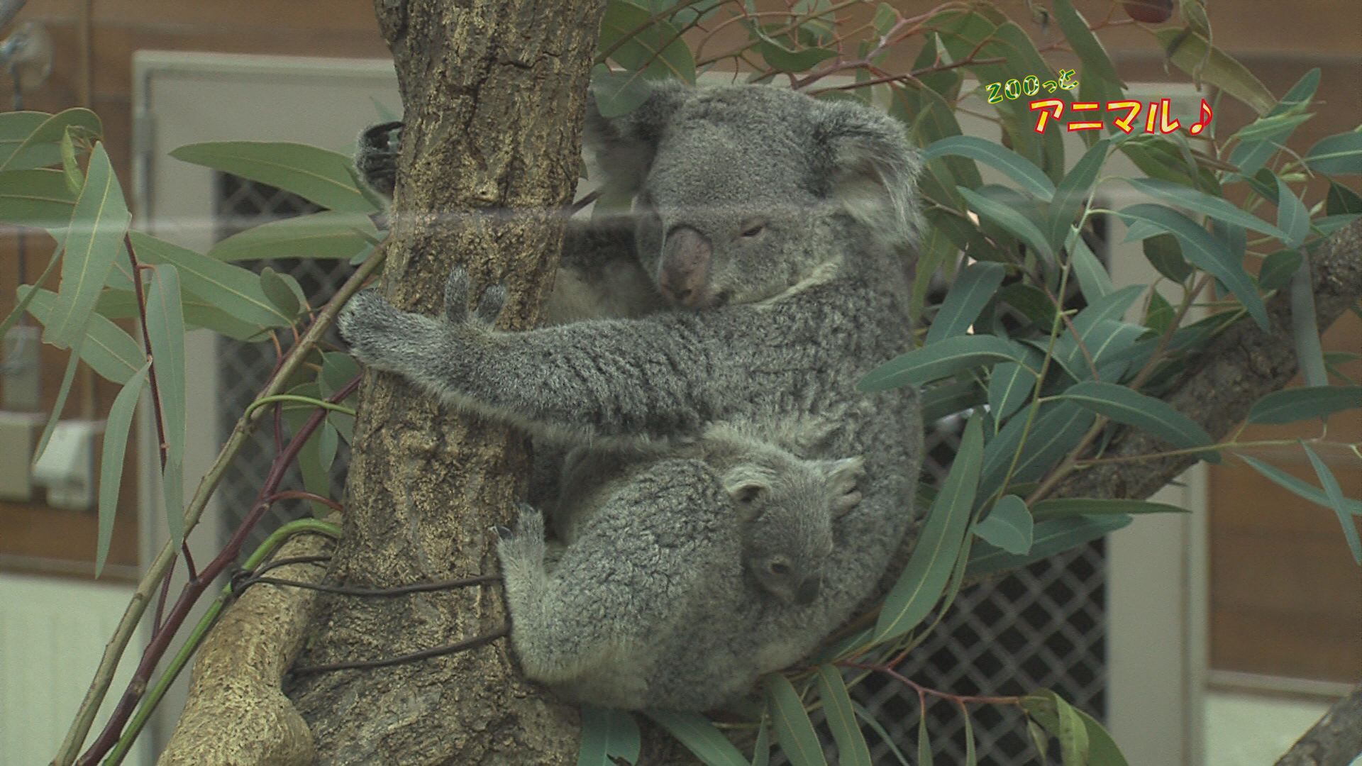 ���������R����