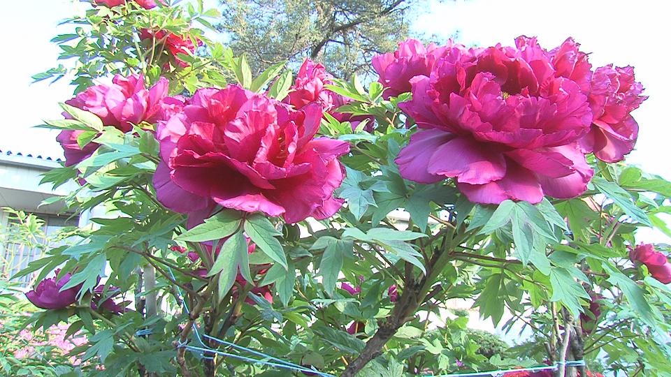 ���������R����