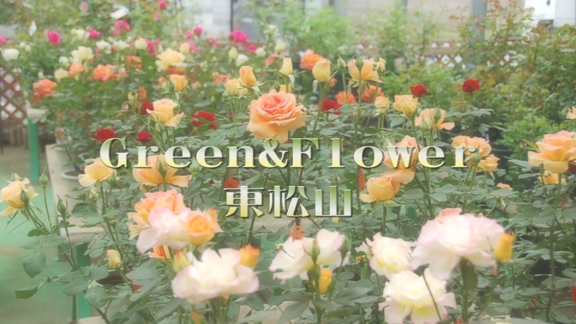 ���������R����