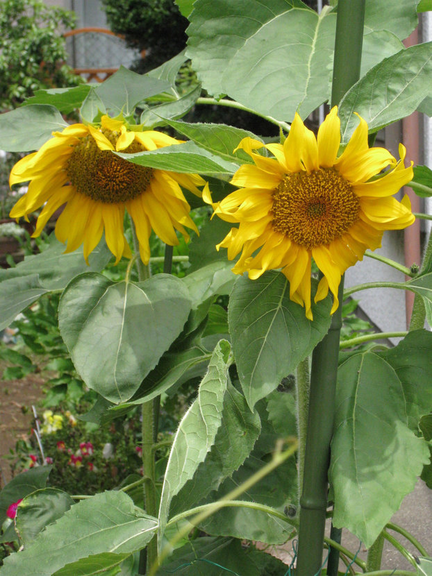 ���B�����q���ہ����灕�A�C�����r�[�Y�t�����[