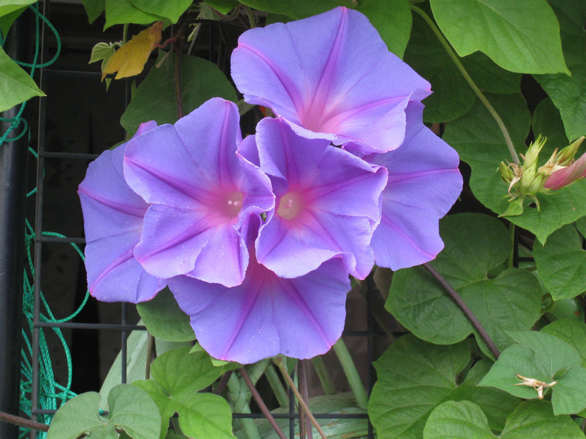 ���B�����q���ہ����灕�A�C�����r�[�Y�t�����[