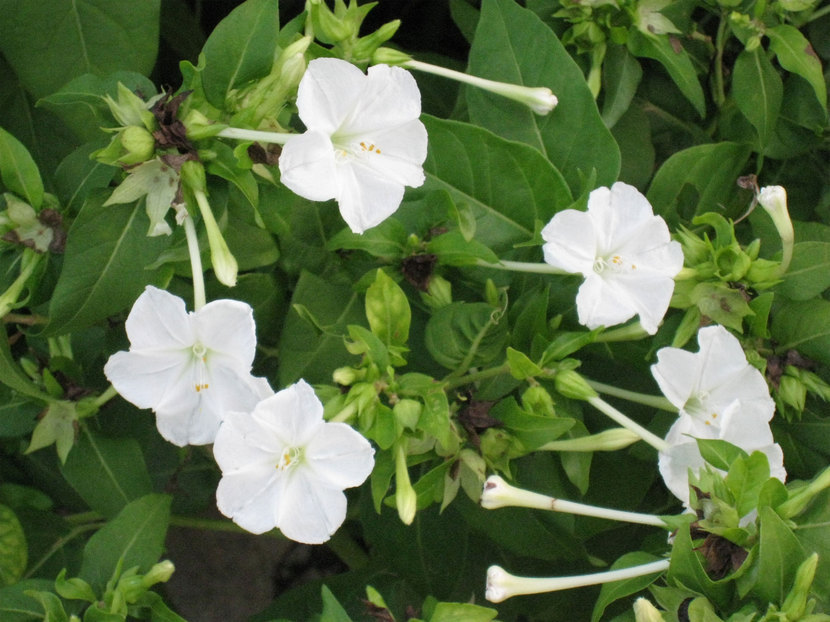 ���B�����q���ہ����灕�A�C�����r�[�Y�t�����[