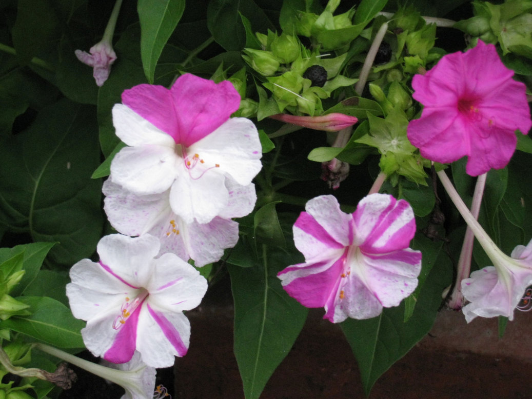 ���B�����q���ہ����灕�A�C�����r�[�Y�t�����[