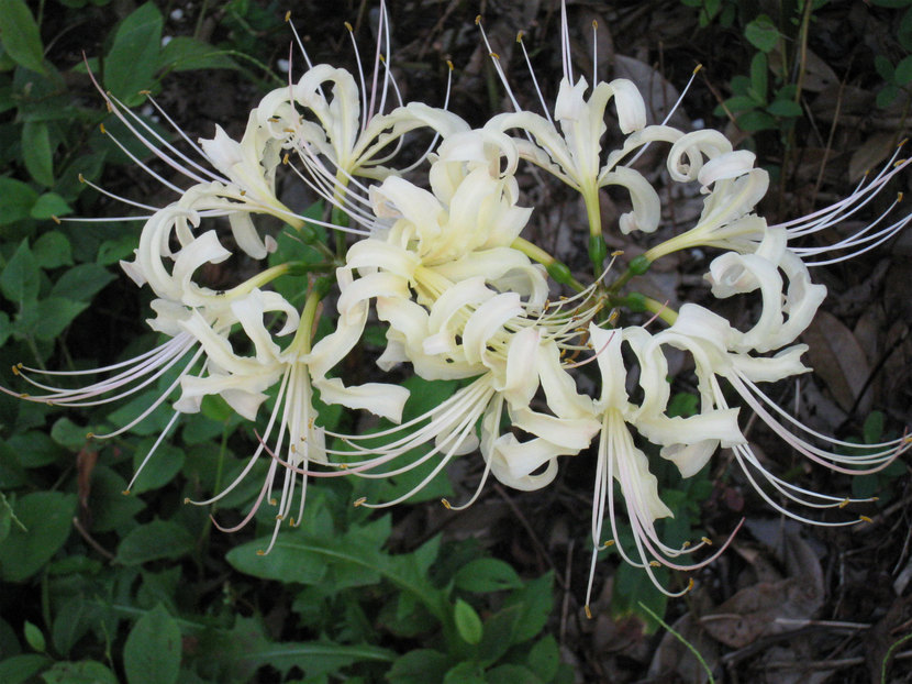 ���B�����q���ہ����灕�A�C�����r�[�Y�t�����[