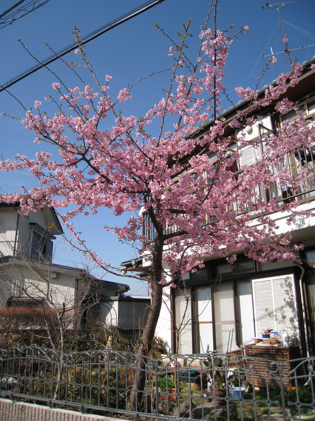 ���B�����q���ہ����灕�A�C�����r�[�Y�t�����[