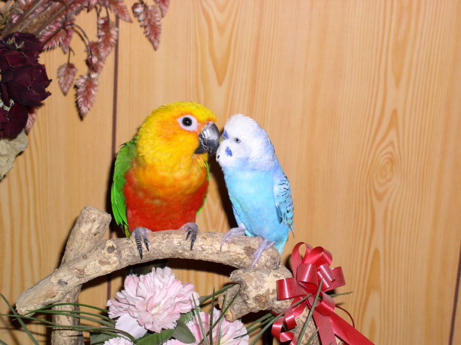 ���B�����q���ہ����灕�A�C�����r�[�Y�t�����[