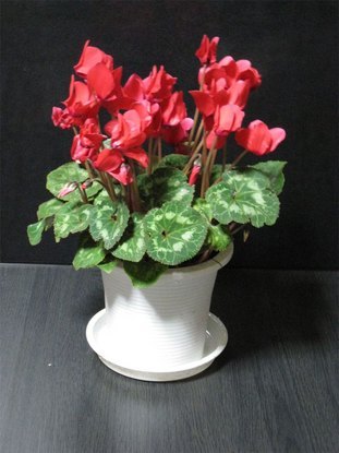 ���B�����q���ہ����灕�A�C�����r�[�Y�t�����[