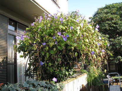 ���B�����q���ہ����灕�A�C�����r�[�Y�t�����[