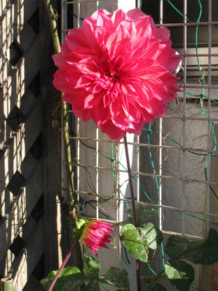 ���B�����q���ہ����灕�A�C�����r�[�Y�t�����[